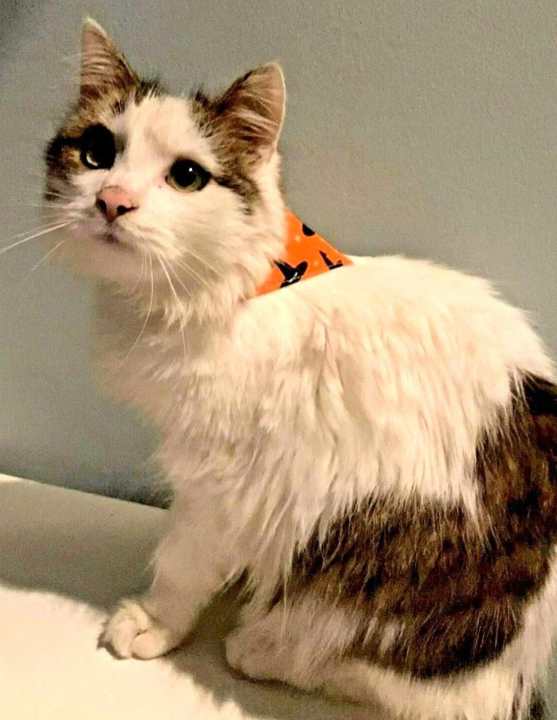 Halloween Dog Collar Accessories Bow & Bandana Handmade in UK. Multi Sizes - Freddie & Wilson