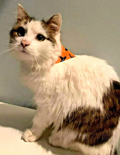 Halloween Dog Collar Accessories Bow & Bandana Handmade in UK. Multi Sizes - Freddie & Wilson