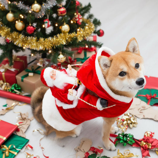 Pet Dog Christmas Costume with Santa! - Freddie & Wilson