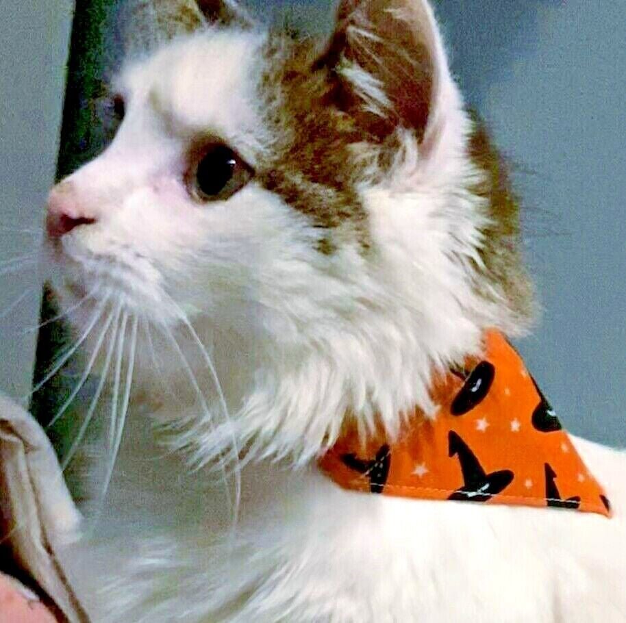 Halloween Dog Collar Accessories Bow & Bandana Handmade in UK. Multi Sizes - Freddie & Wilson