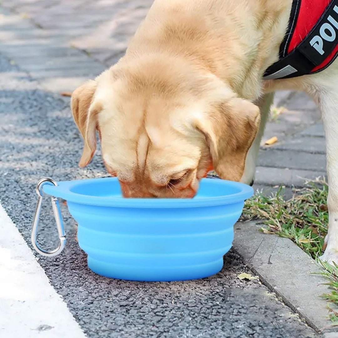 Collapsible Silicone Dog Bowl - Portable Folding Travel Pet Bowl - Freddie & Wilson