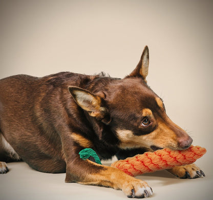 10 Piece Dog Rope Toys Set - Durable Chew Toys for Puppies & Dogs - Freddie & Wilson